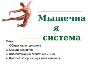 Лекция 6 Мышцы