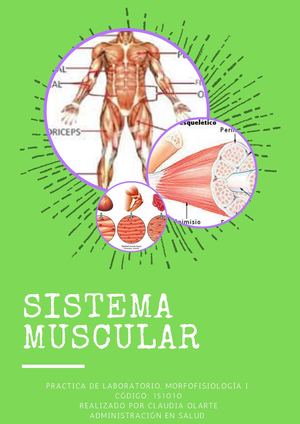 Sistema Muscular