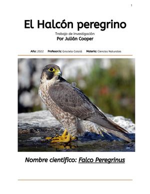 Halcón Peregrino