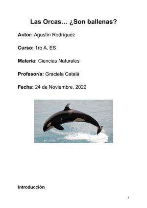 Las Orcas... ¿son ballenas?