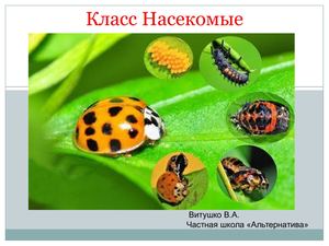 Типы развития насекомых