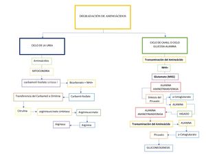 Degradacion De Aminoacidos