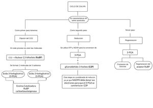 Mapa Del Ciclo De Calvin