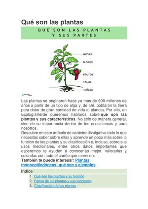 Qué Son Las Plantas