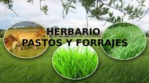 Paso 3 Caracterización Forrajes Y Praderas Herbario