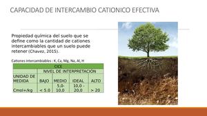 Propiedades Químicas Del Suelo