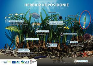 Illustration posidonie créée dans le cadre du Life Marha par Office français de la biodiversité Crédit : Yann Souche / Office français de la biodiversité / Life Marha