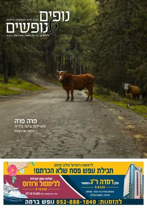 נופים&נופשים | גיליון מס׳ 308  | ט״ו כסלו ה'תשפ”ג | פרשת וישלח | 9.12.22