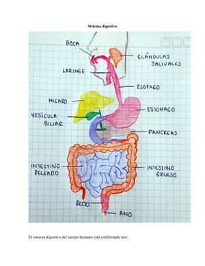 Sistema Digestivo Y Renal