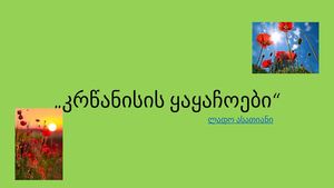 კრწანისის ყაყაჩოები.