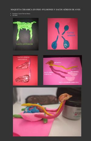 Maqueta sacos aéreos y pulmones de ave