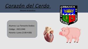 Maqueta Corazon De Un Porcino