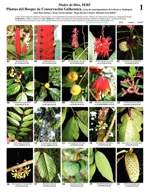 127 876 Peru Plantas De Gallocunca