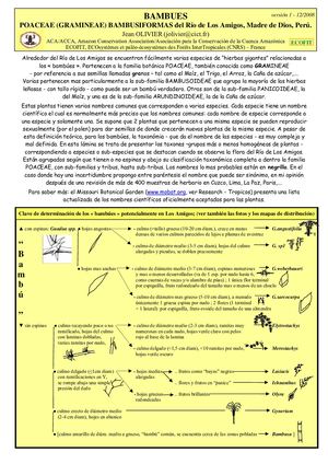 10 Bambues De Los Amigos