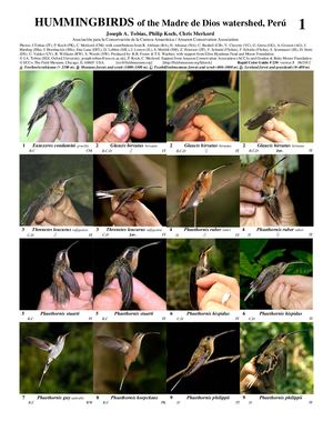 Hummingbird Atf Calaméo - 104 230 Hummingbirds A3 1
