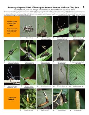 136 1242 Peru Entomopathogenic Fungi Of Tambopata