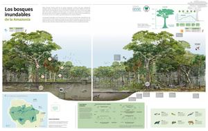 285 Infografia Bosques Inundables