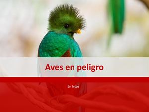 Laurymar Alejandra Uzcátegui Pacheco - Aves