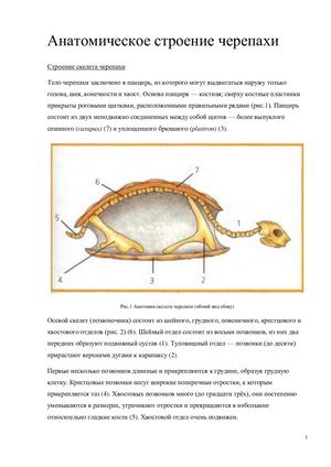 Реферат: «Анатомия черепахи». Камина Марта. Б21ДЗ14б