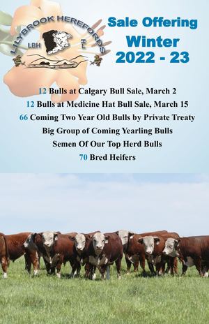 Lilybrook Herefords Sale Offering 2022-23