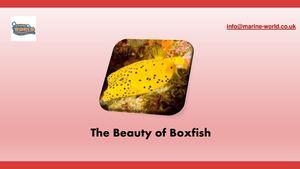 Calaméo - The Beauty Of Boxfish