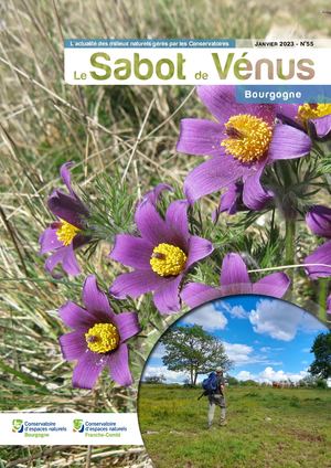 Sabot de Vénus 55 en Bourgogne