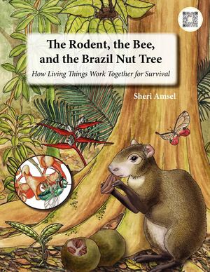 The Rodent, the Bee and the Brazil Nut Tree