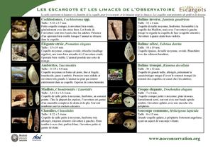 Fiche Identification