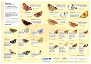Poster Papillons