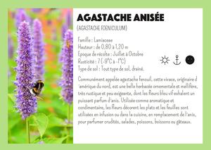 Fiche Agastache Anisée