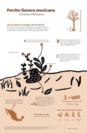 Infografía Perrito De La Llanera1