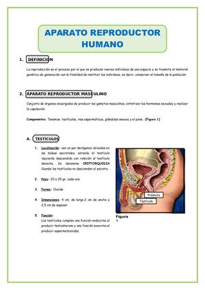 Aparato Reproductor Humano Para Quinto De Secundaria