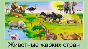 Животные жарких стран.