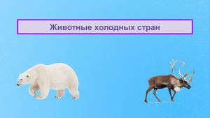 Животные холодных стран.