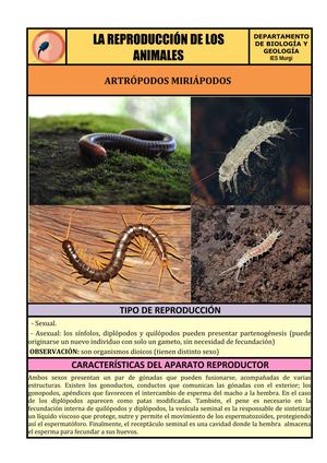 09 ARTRÓPODOS MIRIÁPODOS Ana