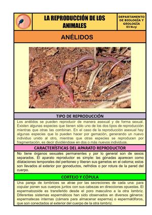 05 Anelidos Reproducción Animales Docx