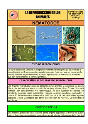04 Nemátodos Clara Docx