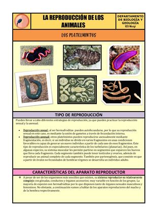 03 Platelmintos. Paula García