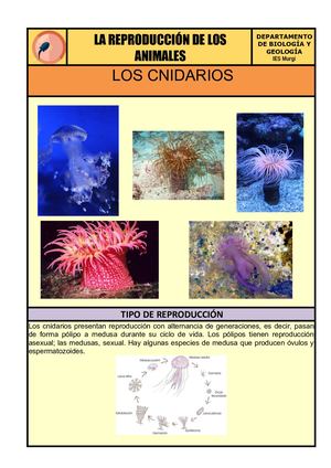 02 Cnidarios María Barranco