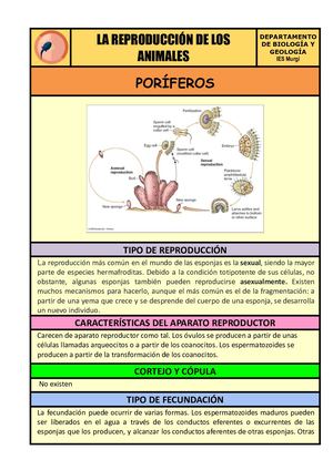 01 PORÍFEROS Docx