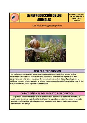 07 Moluscos Gasterópodos Álvaro