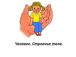 Человек. Строение. Старшая группа