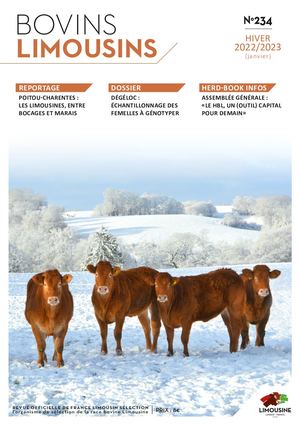 Bovins Limousins 234 / Extrait