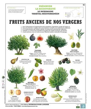 FRUITS ANCIENS DE NOS VERGERS
