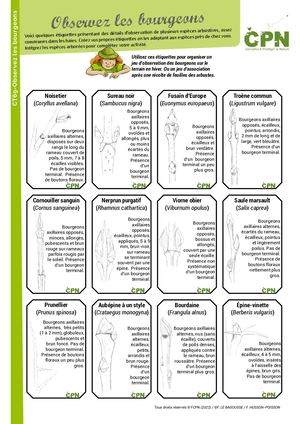 CPN - Fiche Observez Les Bourgeons