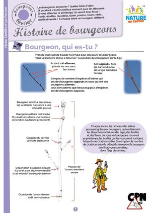 Bourgeons Février 23