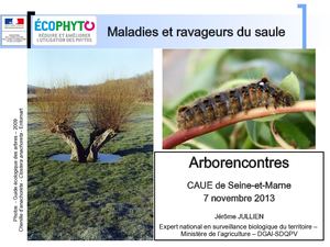 (ARBO-28)-Saules-Maladies-Ravageurs