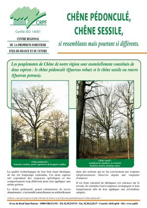 (ARBO-26)-Chênes-Pédonculé-Sessile