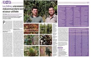 (ARBO-26)-Le Chêne-Essence Méconnue