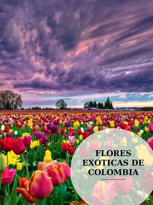 Flores Exoticas De Colombia
